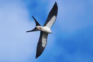 Swallow-tailed Kite wings wide and flying