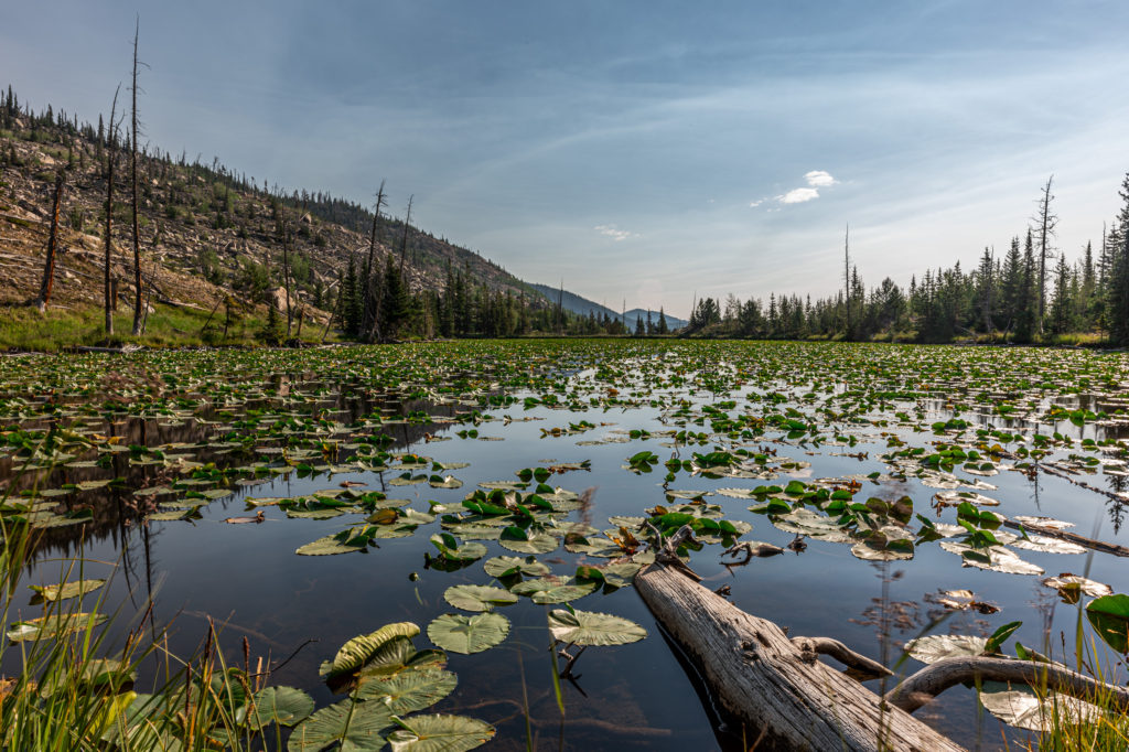 Chickadee pond in the summer time, this small alpine lake is located near Ouzel Lake, and is covered in Lily Pads