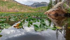Cub Lake at Rocky Mountain National Park summer time, covered in lily pads
