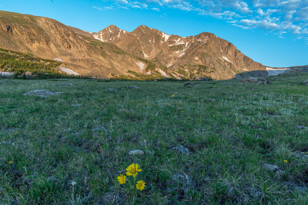 Alpine field of flowers and rocky mountains