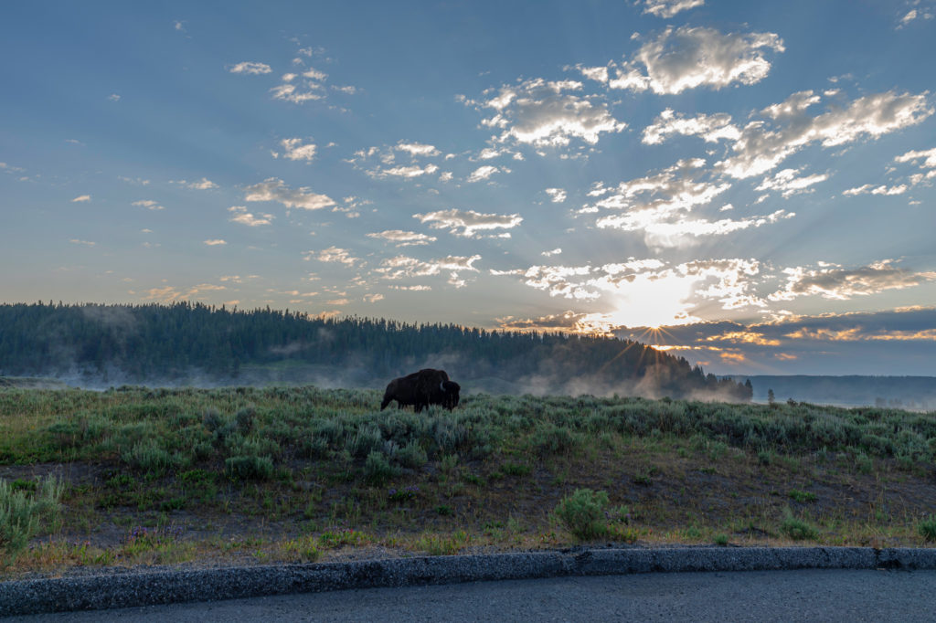 Wild bison roams Hayden Valley at sunrise