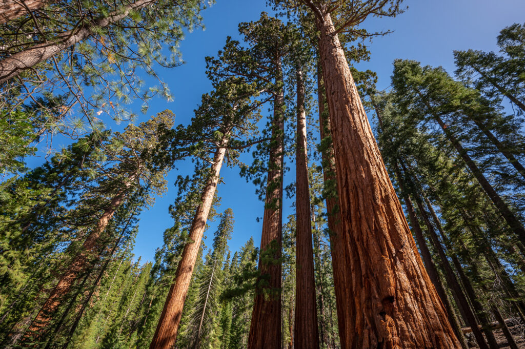 mariposa grove of giant sequoias