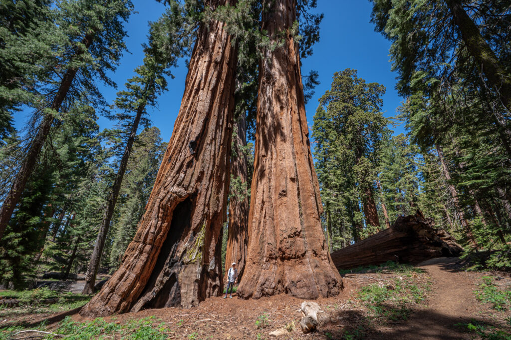 emily standing next to 3 giant sequoia trees