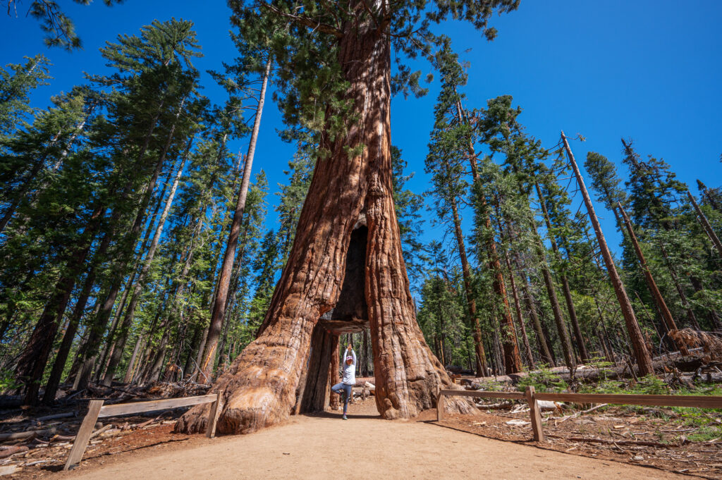 Emily doing a yoga tree pose under a giant sequoia tree